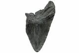 Partial Fossil Megalodon Tooth - South Carolina #300153-1